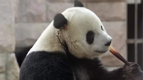 Giant Panda, Meng Er, Chewing Fresh Bamboo Shoot Stock Footage 342504358