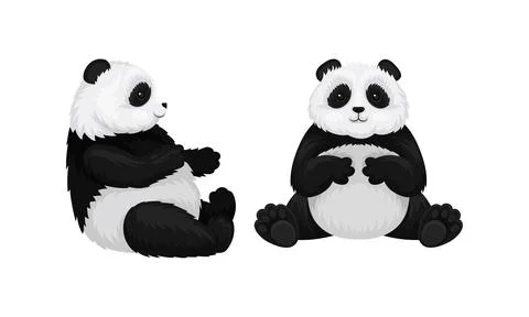 Giant Panda or Panda Bear with Black Patches Around its Eyes and Ears in Sitting Stockillustratie