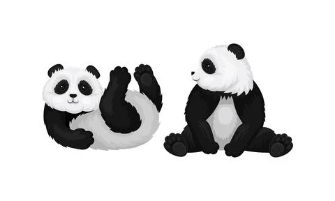 Giant Panda or Panda Bear with Black Patches Around its Eyes and Ears in Sitting Stockillustratie