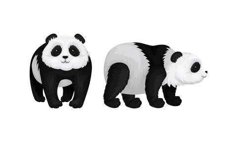 Giant Panda or Panda Bear with Black Patches Around its Eyes and Ears in Stockillustratie