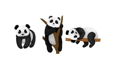 Giant Panda or Panda Bear with Black Patches Around its Eyes and Ears Sitting on Stockillustratie