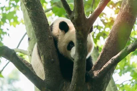 Giant panda over the tree. Stock Photos