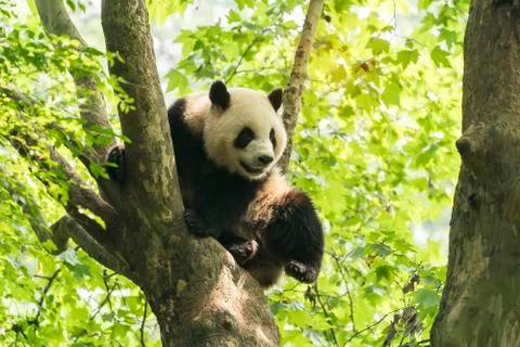 Giant panda over the tree. Stock Photos
