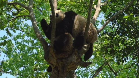 Giant Panda pair in a tree Stock Footage 88332372