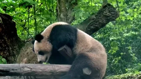 A Giant Panda Peacefully Sits on a Thick Tree Branch in a Sichuan Nature Reserve Vidéo 337801113