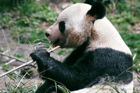 Giant panda Stock Photos