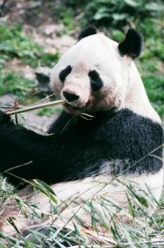 Giant panda 스톡 사진