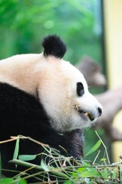 Giant panda Stock Photos