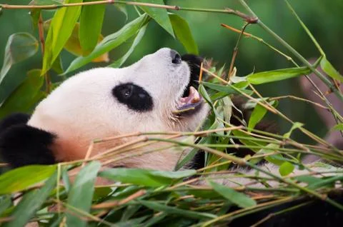 Giant panda Stock Photos