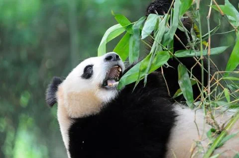 Giant panda Stock Photos