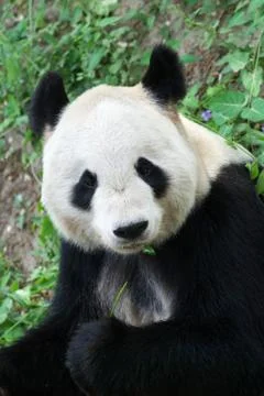 Giant panda Stock Photos