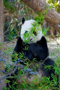 Giant Panda Stock Photos