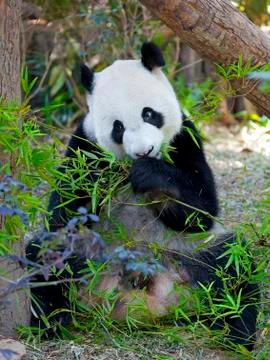 Giant Panda Stock Photos