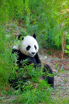 Giant Panda Stock Photos