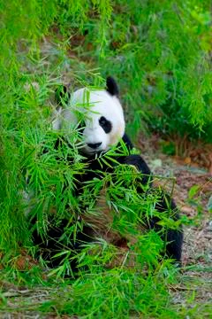 Giant Panda Stock Photos