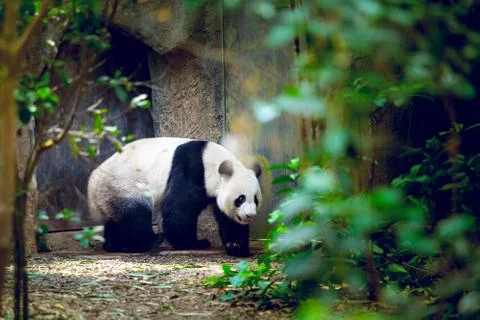 Giant panda Foto stock