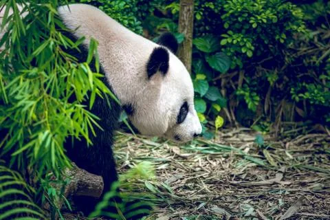 Giant panda 库存照片