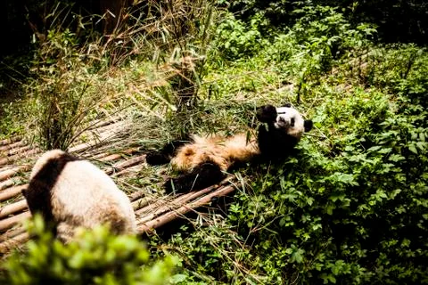 Giant Panda Stock Photos