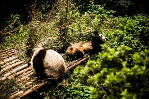 Giant Panda Stock Photos