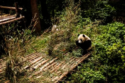 Giant Panda Stock Photos