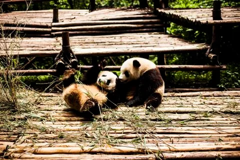 Giant Panda Stock Photos