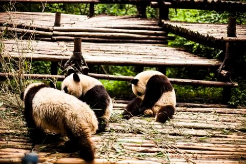 Giant Panda Stock Photos