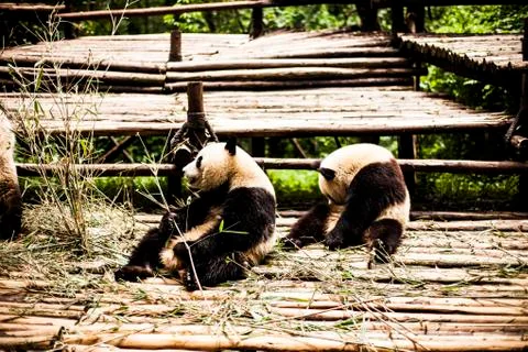 Giant Panda Stock Photos