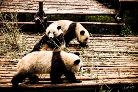 Giant Panda Stock Photos