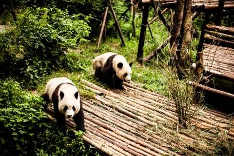 Giant Panda Stock Photos