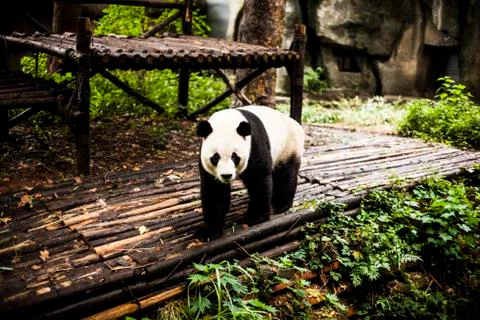 Giant Panda Stock Photos
