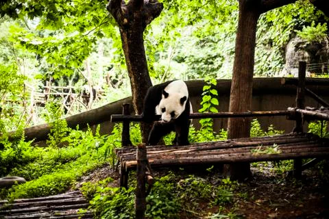 Giant Panda Stock Photos