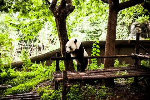Giant Panda Stock Photos