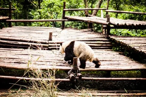 Giant Panda Stock Photos