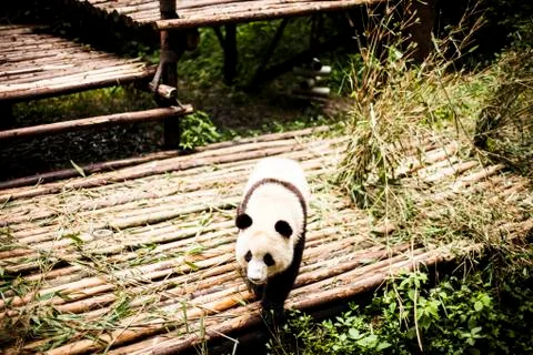 Giant Panda Stock Photos