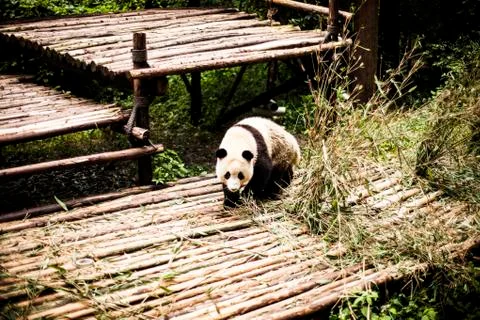 Giant Panda Stock Photos