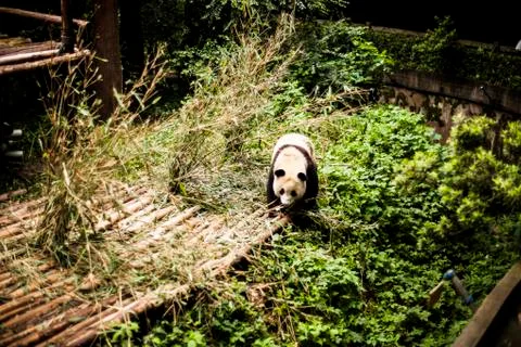 Giant Panda Stock Photos