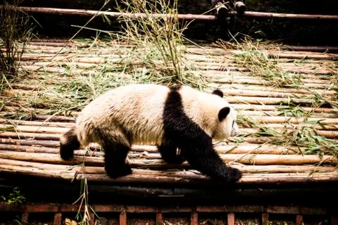 Giant Panda Stock Photos