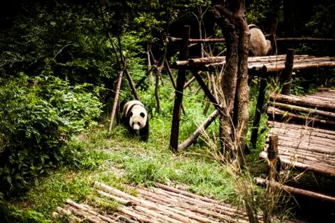 Giant Panda Stock Photos