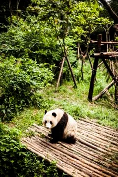 Giant Panda Stock Photos