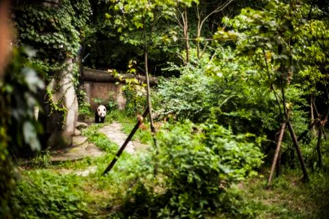 Giant Panda Stock Photos