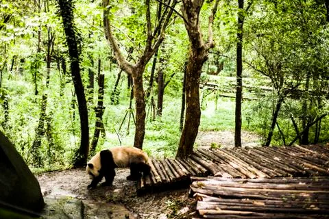 Giant Panda Stock Photos