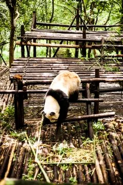 Giant Panda Stock Photos