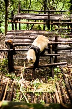 Giant Panda Stock Photos