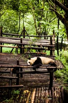 Giant Panda Stock Photos
