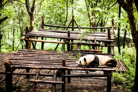 Giant Panda Stock Photos