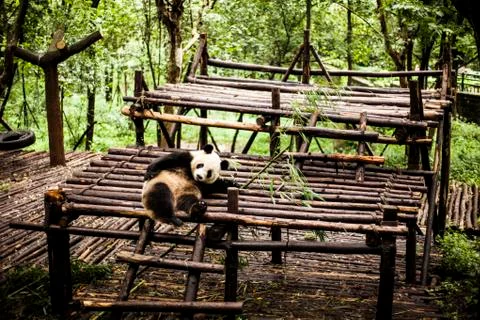 Giant Panda Stock Photos