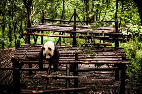 Giant Panda Stock Photos