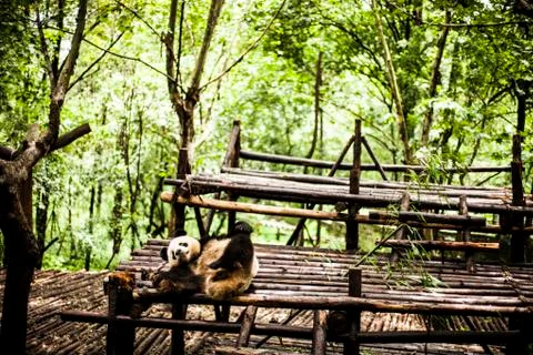 Giant Panda Stock Photos