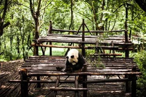 Giant Panda Stock Photos