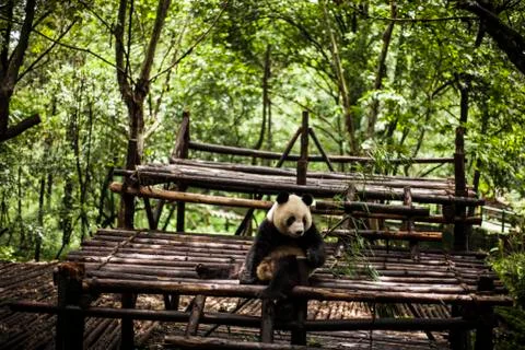 Giant Panda Stock Photos